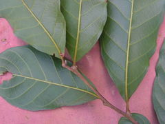 Sapindus