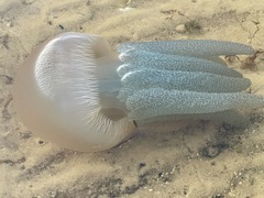 Catostylus