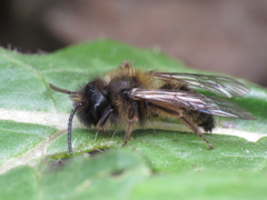 Andrena nigroaenea