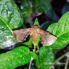Bombyx