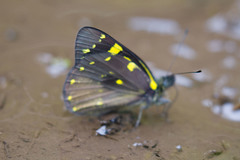 Delias microsticha flavopicta