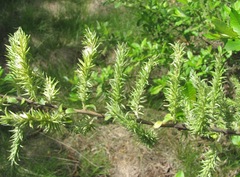 Salix cinerea