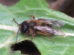 Andrena nigroaenea
