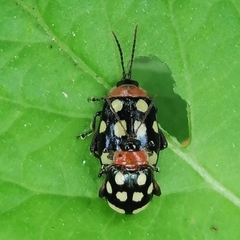 Alagoasa trifasciata