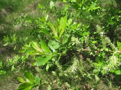 Salix cinerea