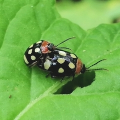 Alagoasa trifasciata