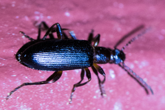 Statira