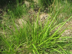 Carex otrubae