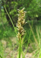 Carex otrubae