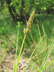 Carex otrubae