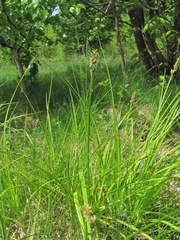 Carex otrubae