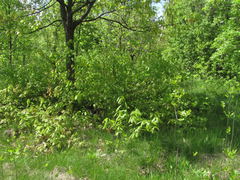 Quercus rubra