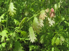 Quercus rubra