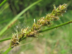 Carex otrubae