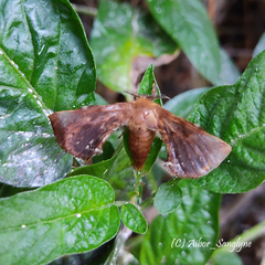 Bombyx