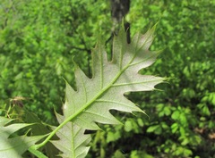 Quercus rubra