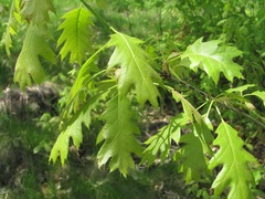 Quercus rubra