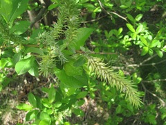 Salix cinerea