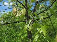 Quercus rubra