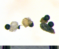 Corollospora maritima