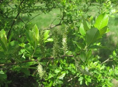 Salix cinerea