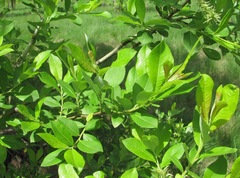Salix cinerea
