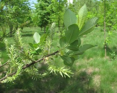 Salix cinerea