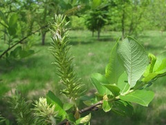 Salix cinerea