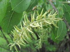 Salix cinerea