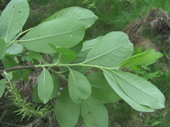 Salix cinerea