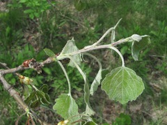 Populus × canescens