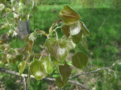 Populus × canescens