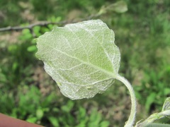 Populus × canescens