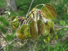 Populus × canescens