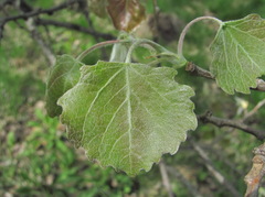 Populus × canescens