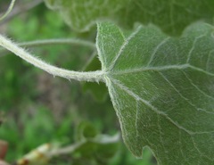 Populus × canescens