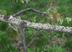 Populus × canescens