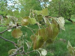 Populus × canescens
