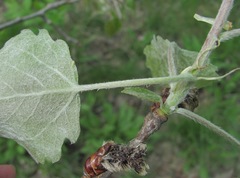Populus × canescens