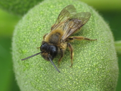 Andrena nigroaenea