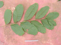 Sapindus