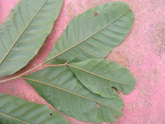 Sapindus