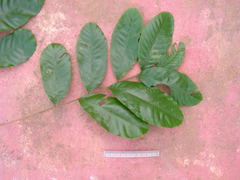 Sapindus