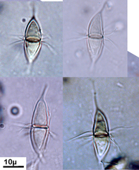 Corollospora maritima