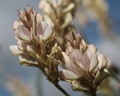 Astragalus monspessulanus monspessulanus