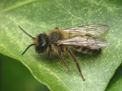 Andrena nigroaenea