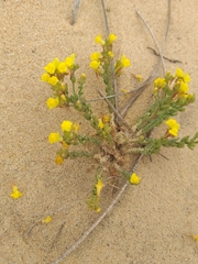 Linaria bipunctata