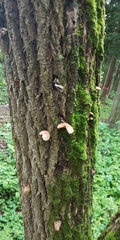 Cyclocybe parasitica