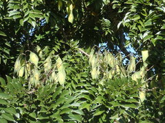 Lonchocarpus punctatus