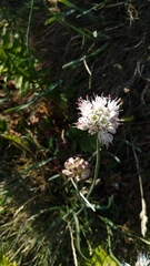 Allium ericetorum